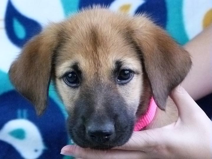 chinook puppy